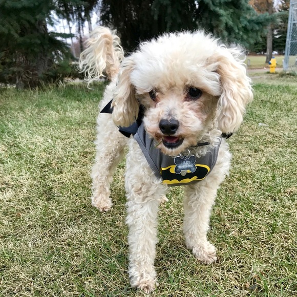 Meet your Posher, Em - Picture 1 of 1